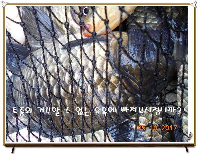 도심속의 작은 쉼터 화성 관리 낚시터입니다 (유료터정보 - 유료터점주조황)