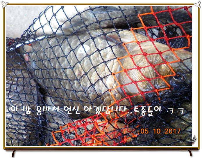 도심속의 작은 쉼터 화성 관리 낚시터입니다 (유료터정보 - 유료터점주조황)