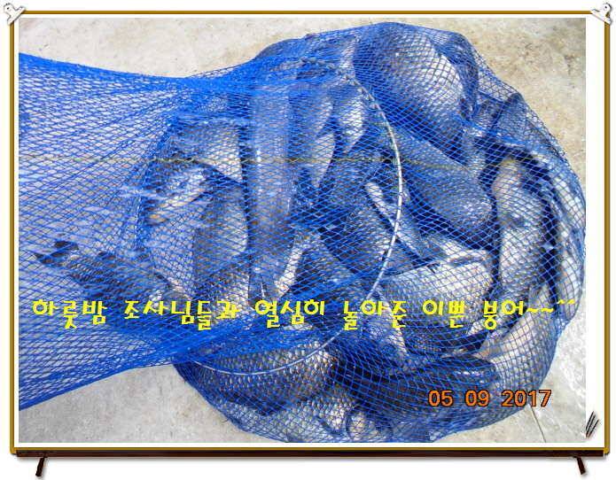 도심속의 작은 쉼터 화성 관리 낚시터입니다 (유료터정보 - 유료터점주조황)