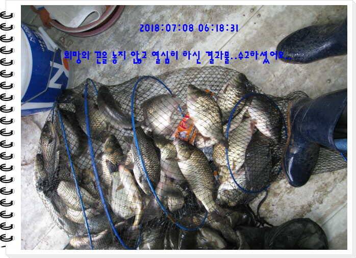 도심속의 작은 쉼터 화성 관리낚시터입니다쉬어가세요 (유료터정보 - 유료터점주조황)