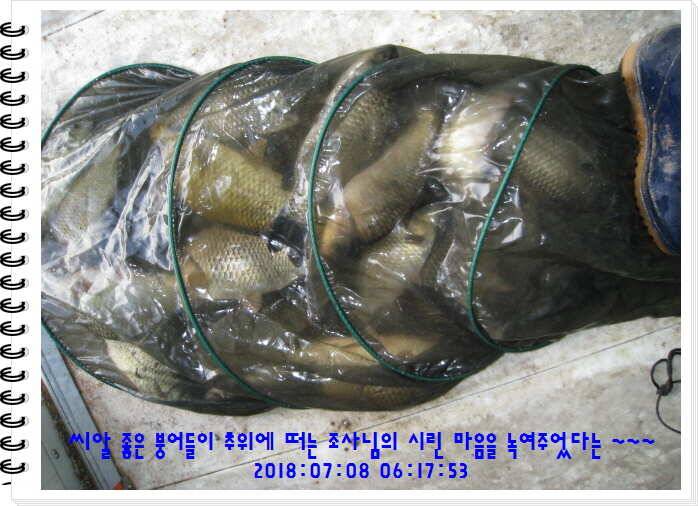 도심속의 작은 쉼터 화성 관리낚시터입니다쉬어가세요 (유료터정보 - 유료터점주조황)