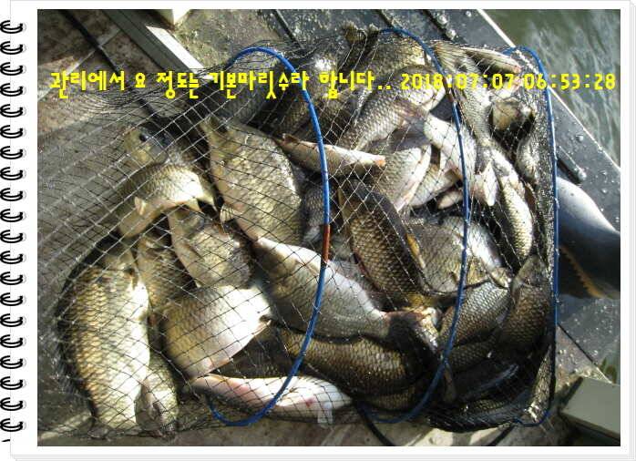 도심속의 작은 쉼터 화성 관리낚시터입니다만석 감사합니다 (유료터정보 - 유료터점주조황)