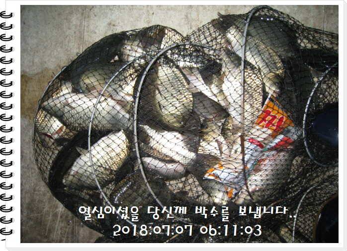 도심속의 작은 쉼터 화성 관리낚시터입니다만석 감사합니다 (유료터정보 - 유료터점주조황)