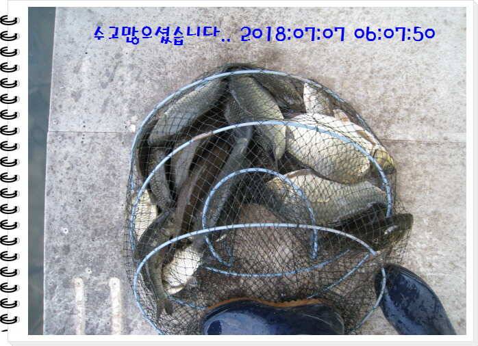 도심속의 작은 쉼터 화성 관리낚시터입니다만석 감사합니다 (유료터정보 - 유료터점주조황)