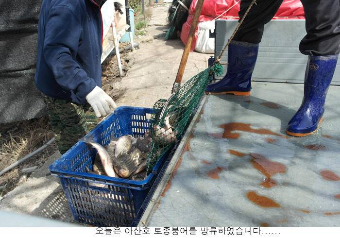 신봉지 방류도하고 조황도 올리고 (유료터정보 - 유료터점주조황)