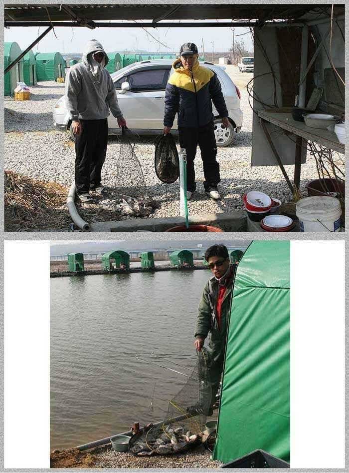 노진낚시터 양어장 입질 대박임돠 (유료터정보 - 유료터점주조황)