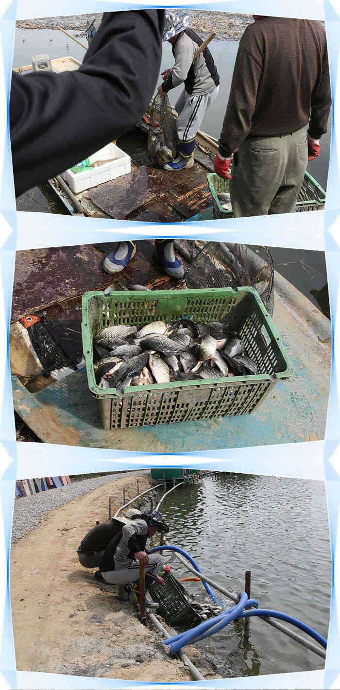 자연간 붕어방류계속입질도 계속◀ (유료터정보 - 유료터점주조황)