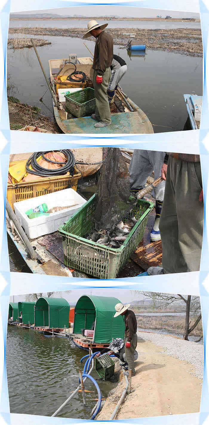 자연간 붕어방류계속입질도 계속◀ (유료터정보 - 유료터점주조황)