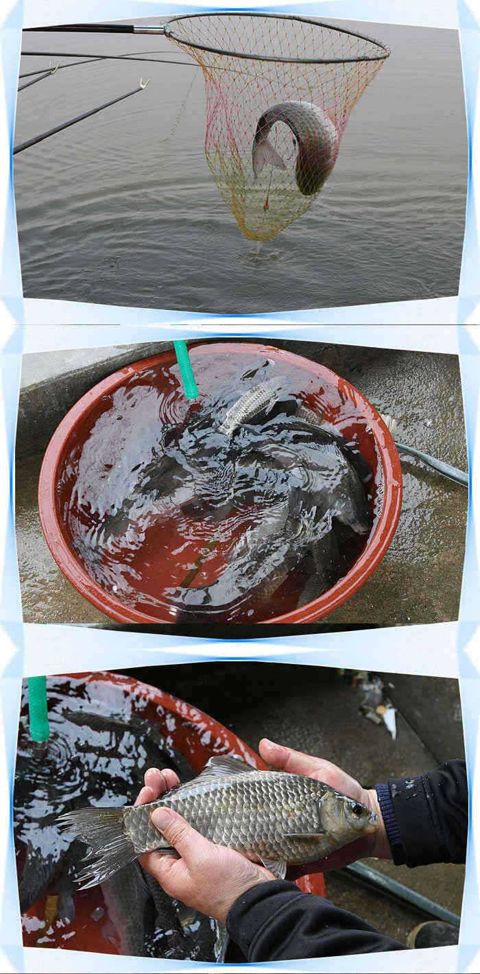 붕어입질죽여줘요◀ (유료터정보 - 유료터점주조황)