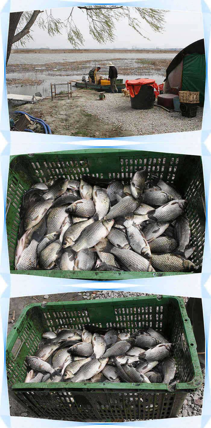자연산 붕어들의 멋찐 찌올림캬아◀ (유료터정보 - 유료터점주조황)