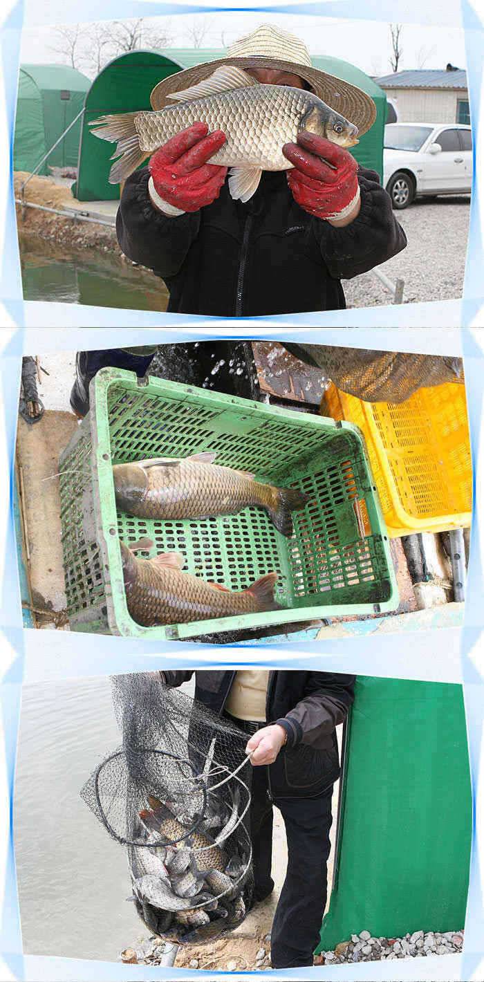 자연산 붕어들의 멋찐 찌올림캬아◀ (유료터정보 - 유료터점주조황)
