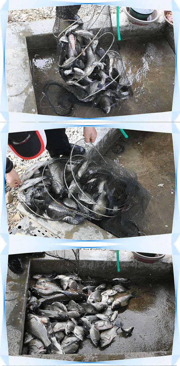 자연산 붕어들의 멋찐 찌올림캬아◀ (유료터정보 - 유료터점주조황)