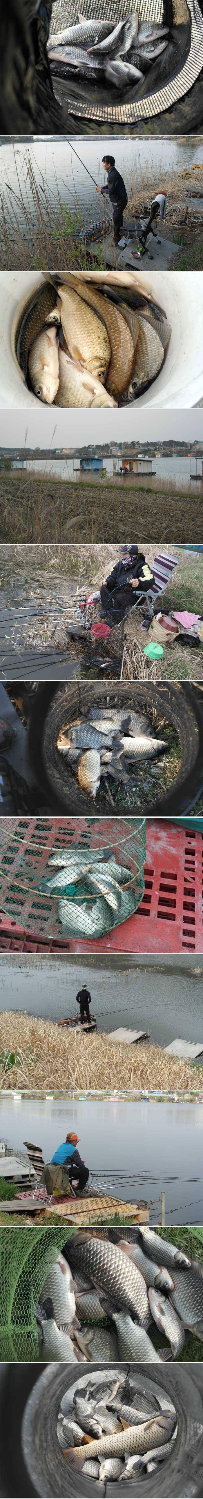 산란준비하는 토종붕어가 (유료터정보 - 유료터점주조황)