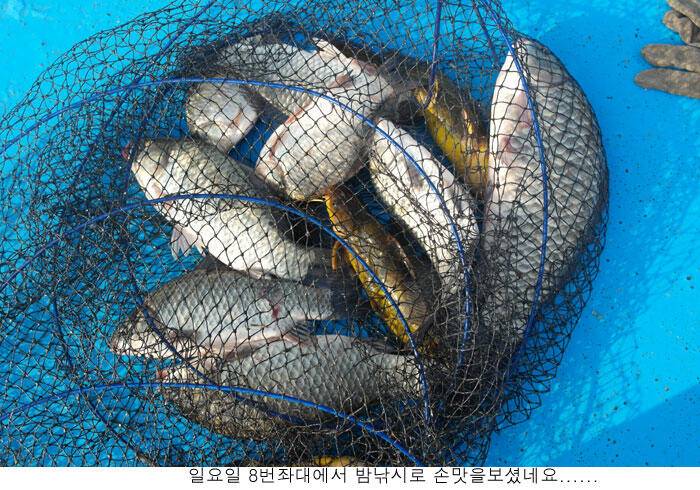 지난밤에는 입질도 시원하게 (유료터정보 - 유료터점주조황)