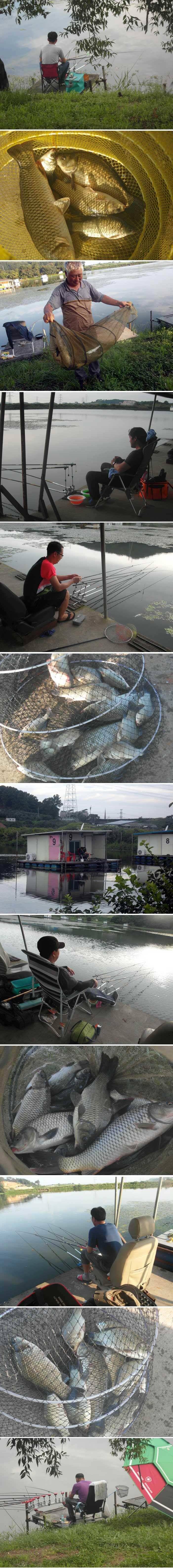 폭염속에서도 붕어가 나오네요 (유료터정보 - 유료터점주조황)