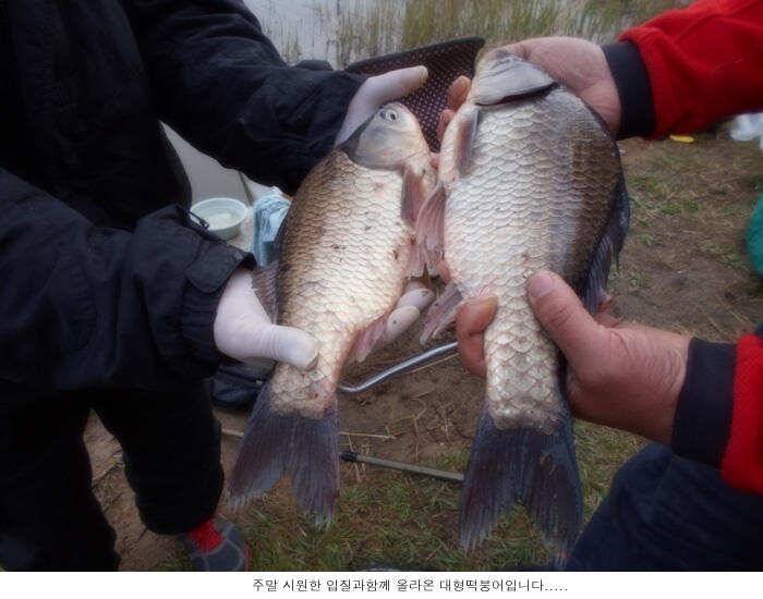 시원한 입질을보인 주말입니다 (유료터정보 - 유료터점주조황)