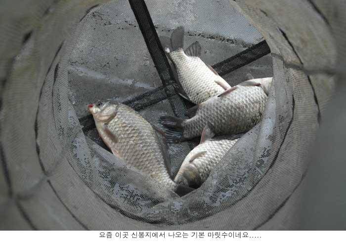 신봉지 2월첮 주말조황입니다 (유료터정보 - 유료터점주조황)