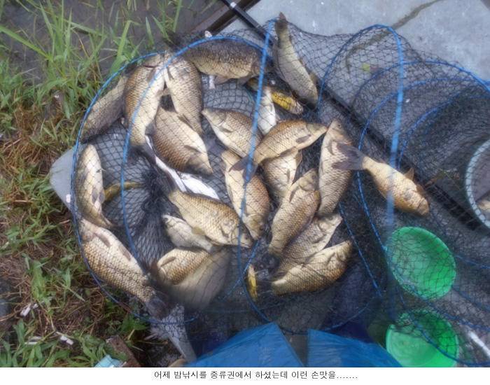 비오는 밤에 올라온 붕어입니다 (유료터정보 - 유료터점주조황)