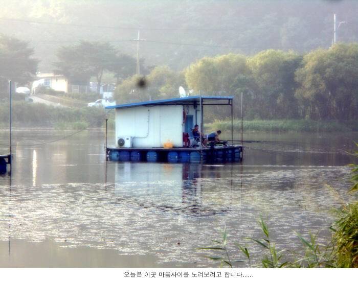 무더위 속에서도 붕어가 나옵니다 (유료터정보 - 유료터점주조황)