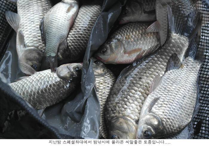 오름수위에 입질도 시원합니다 (유료터정보 - 유료터점주조황)