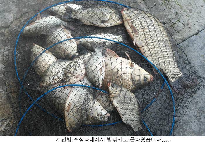 8월 폭염에도 씨알급토종이 (유료터정보 - 유료터점주조황)