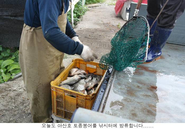 신봉지 낚시여건은 아주좋은데 (유료터정보 - 유료터점주조황)
