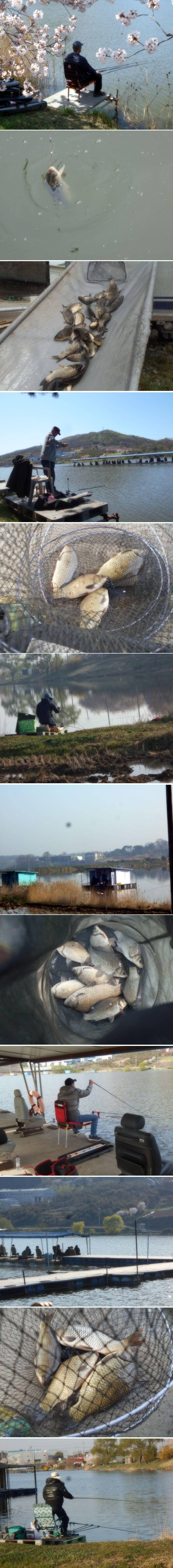 날씨따라서 조황도 올라갑니다 (유료터정보 - 유료터점주조황)
