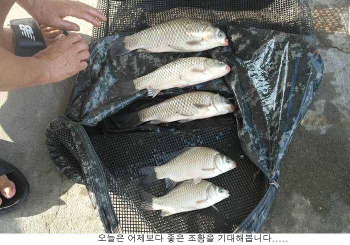무더위가 언제나 지나갈까요 (유료터정보 - 유료터점주조황)