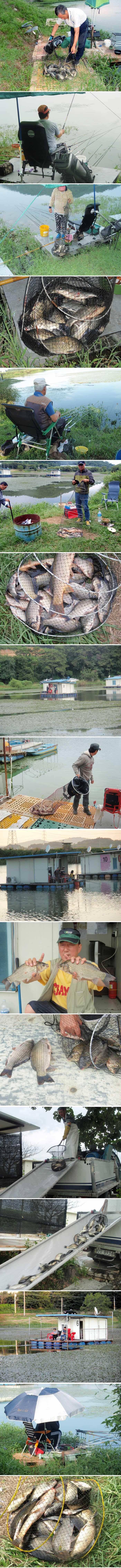 멋진 조황을 보인 신봉지입니다 (유료터정보 - 유료터점주조황)
