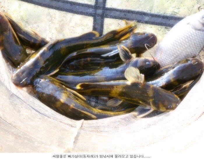 아쉬운 일주일을 보냅니다 (유료터정보 - 유료터점주조황)