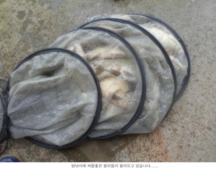 수온이 오르면 붕어도 나옵니다 (유료터정보 - 유료터점주조황)