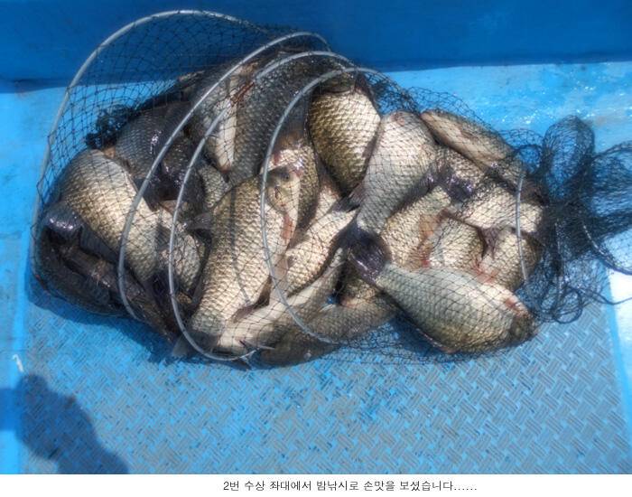 주중에는 나오고 있는데 (유료터정보 - 유료터점주조황)