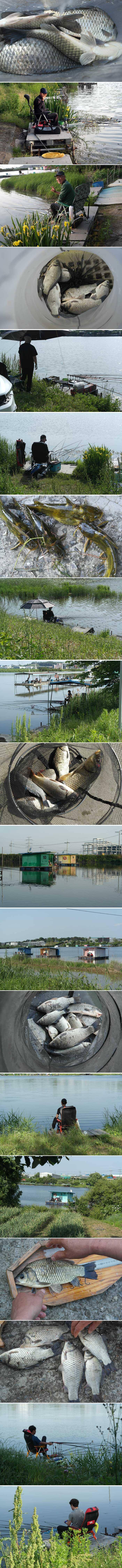 신봉지 4짜토종붕어가 (유료터정보 - 유료터점주조황)
