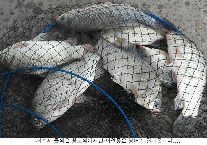 만수가되니 조황도 좋아집니다 (유료터정보 - 유료터점주조황)