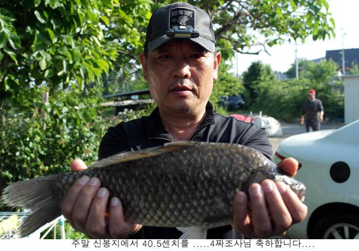 신봉지 4짜토종붕어가 (유료터정보 - 유료터점주조황)