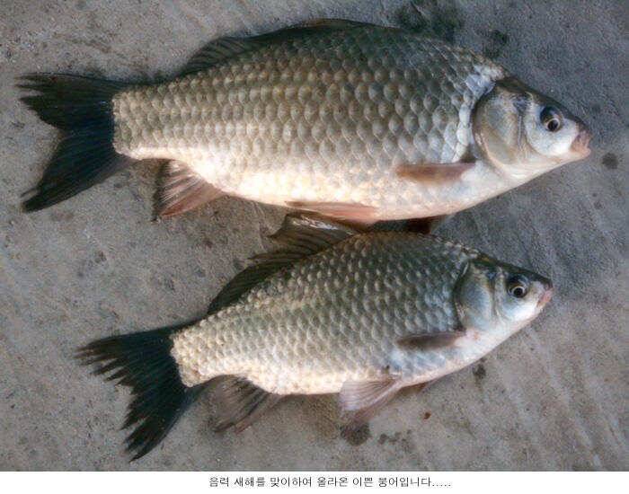 설 명절을 보내고 (유료터정보 - 유료터점주조황)