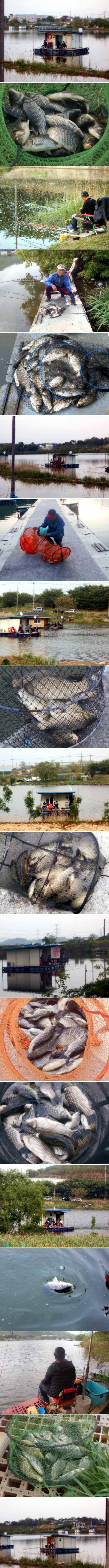 황금연휴 조황도 황금 조황입니다 (유료터정보 - 유료터점주조황)
