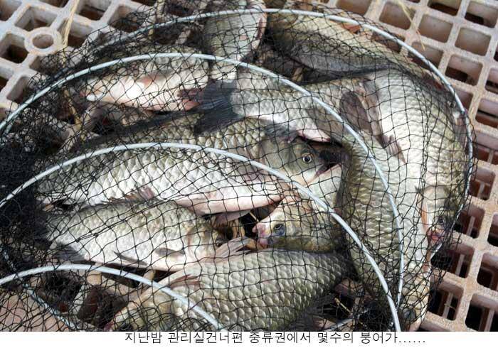 장마철 신봉지는 이런조황을 (유료터정보 - 유료터점주조황)