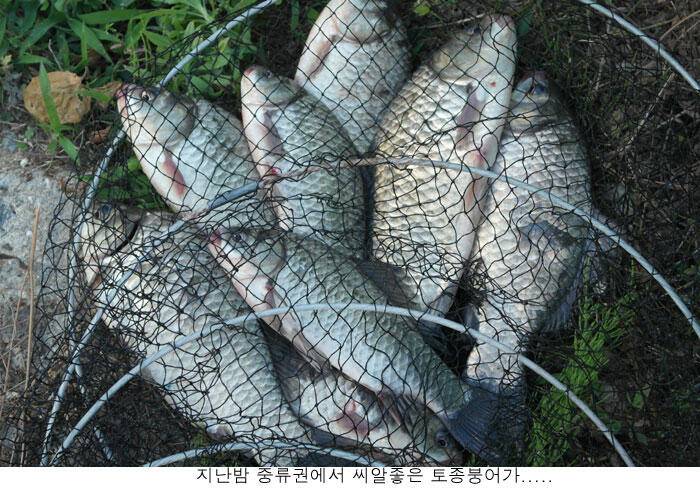 붕어때문에 머리가 아프네요 (유료터정보 - 유료터점주조황)