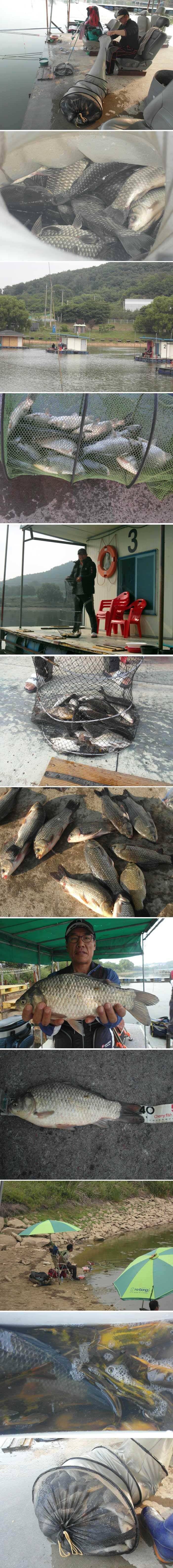 신봉지의 전체적인 조황은 (유료터정보 - 유료터점주조황)