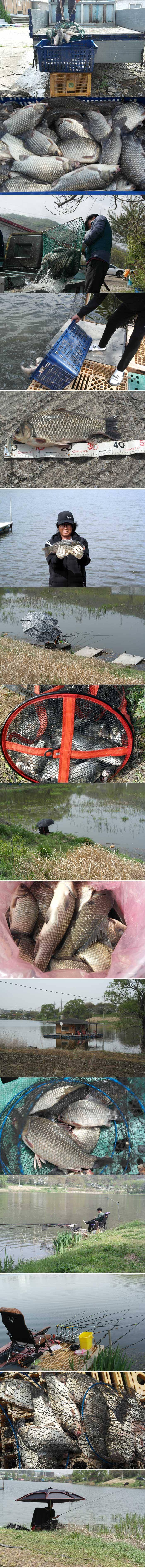 신봉지 방류도하고 조황도 올리고 (유료터정보 - 유료터점주조황)