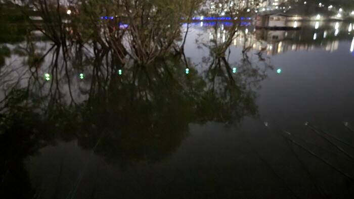아산 명품 월랑낚시터 4월 세번째 조황 이야기입니다 (유료터정보 - 유료터점주조황)