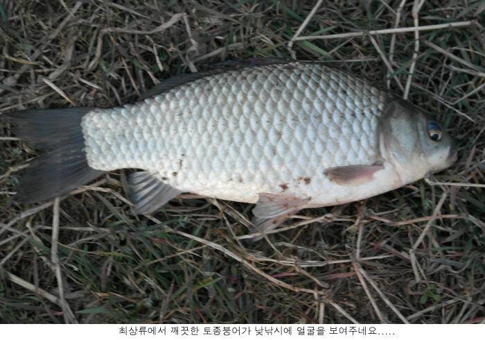 아직은 조금 빠른가봅니다 (유료터정보 - 유료터점주조황)