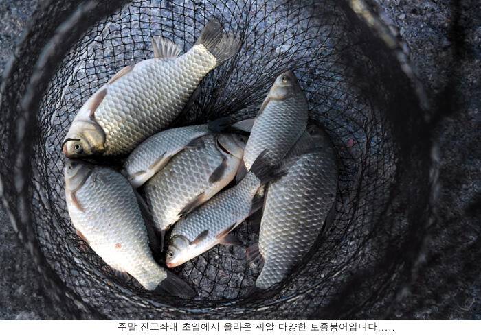 신봉지의 주말은 이런조황이 (유료터정보 - 유료터점주조황)