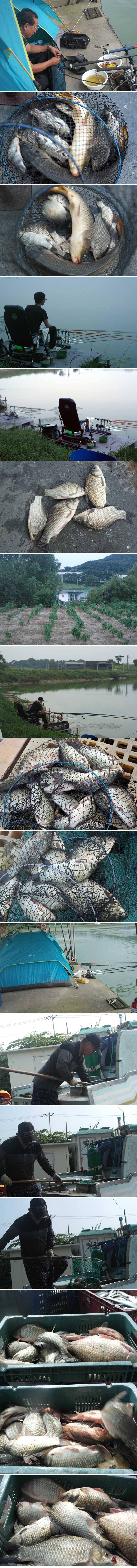 신봉지 방류도하고 조황도 올리고 (유료터정보 - 유료터점주조황)