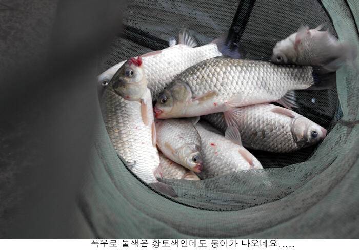 주말만되면 극한 폭우가 예보되어 (유료터정보 - 유료터점주조황)
