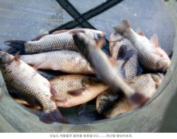 오늘도 씨알좋은 붕어를 방류합니다 (유료터정보 - 유료터점주조황)