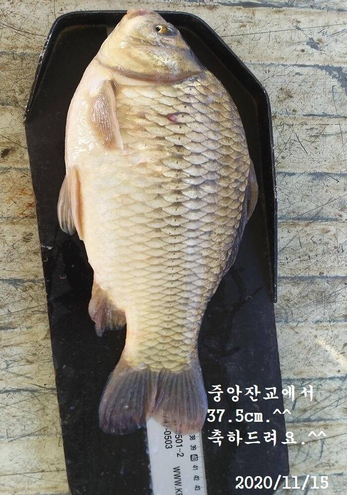 아산신수지 11월 셋째 주말 화보입니다 (유료터정보 - 유료터점주조황)