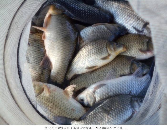 북서풍이 강하게 불어준 주말에 (유료터정보 - 유료터점주조황)