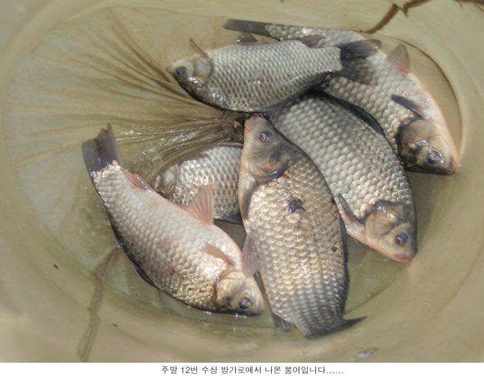 한겨울에 밤낚시를 (유료터정보 - 유료터점주조황)
